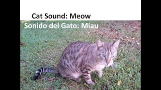 Cat Sound Meow Pets Noises  Sonido del Gato Miau Sonidos de Animales [upl. by Leirad833]