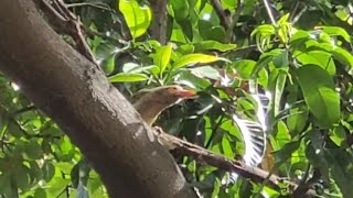 बड़ा बसंता ।। Brown headed barbet [upl. by Narag]