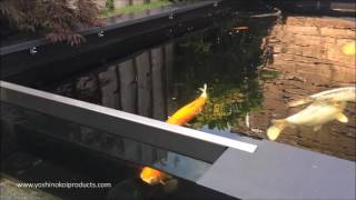 3400 Gallon  13000 Liter  Customer Koi Pond with Two Viewing Windows July 2016 [upl. by Gwendolen]