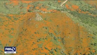 California superbloom visible from space [upl. by Notyard]