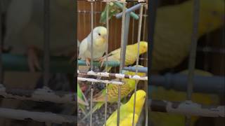 Gold mol birds gabroo birds shorts video [upl. by Iidnarb]