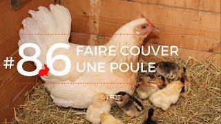 FAIRE COUVER UNE POULE│LFDT 86 [upl. by Lela591]