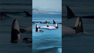 Orcas hunt Seal [upl. by Lekcar]