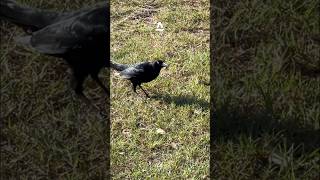 Texas Grackle Rooster Strutting [upl. by Niwrad431]