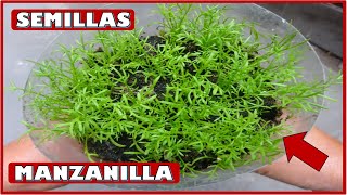 APRENDE A OBTENER PLANTAS DE MANZANILLA A PARTIR DE SOBRES FILTRANTES [upl. by Adrianna]