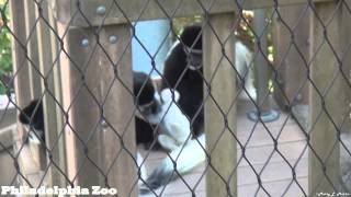 Philadelphia Zoo Colobus Monkeys With Bouncy Baby [upl. by Ardnama]