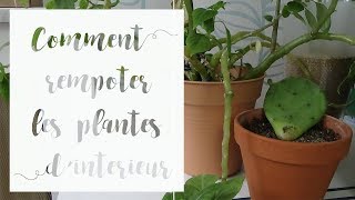 🌿 Astuce anti moucherons sur les plantes dintérieur  Solution naturelle anti sciarides [upl. by Walke]