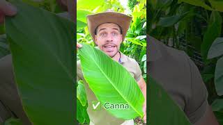 🌿️😅 1️⃣ Canna 2️⃣ Catalpa 3️⃣ Ficus carica 4️⃣ Morus bombycis leaves plants trees garden nature [upl. by Ede]