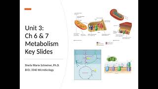 Microbial Metabolism [upl. by Nahsar]