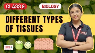 Tissues Explained Differences Between Plant amp Animal Tissues  Class 9 Science  100 Plus Academy [upl. by Ailev136]