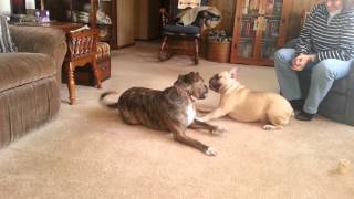 Pitbull vs French bulldog dog fight bulldog wins [upl. by Dynah178]