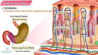 Physiology of gastric acid secretion🍤Animation [upl. by Fisken]