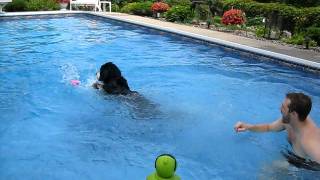 Bernese Mountain Dog Swimming  First leap in [upl. by Ramedlav330]