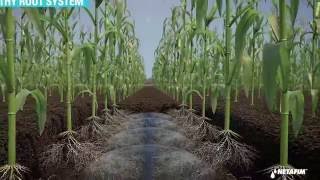 Subsurface Drip Irrigation for Corn [upl. by Bedad]