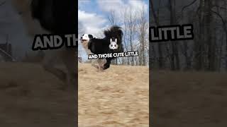 Border Collie  Herding Dogs Breeds shorts dog [upl. by Catriona497]