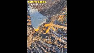 Captiva Eagles😦Clive Brings Road Kill Rabbit For Connie😧 20241104 [upl. by Adlaremse]