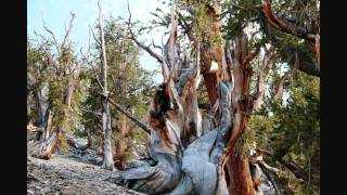 Ancient Bristlecone Pine Trees [upl. by Brook35]