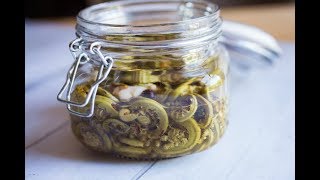 Spicy Pickled Fiddleheads [upl. by Phylys]