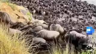 Great migration of wildebeests [upl. by Marguerie181]