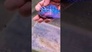 reels parrotfish trending aquarium delhi [upl. by Xyno]