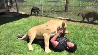 The reaction of a lioness meet the man who took care of  after a long period of absence [upl. by Boynton]