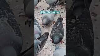 Allah se derega motivation translationquranandislam islam pet pigeon [upl. by Dace]