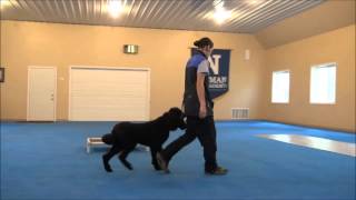 Frisco Standard Poodle Trained Dog Video Minneapolis [upl. by Noitsuj]