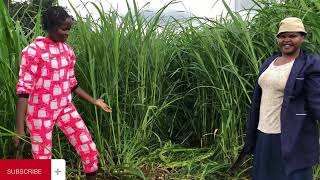 cutting my 1monthold super Napier grass [upl. by Jerrome]