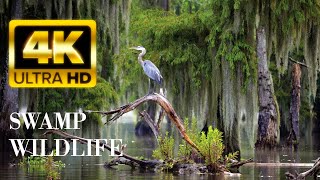 Swamp Wildlife 4K  Amazing Ecosystem Of The Animals On The Wetlands  Relaxing music Nature Sound [upl. by Bobine935]