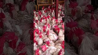 White Layer Poultry Farming Pakistan ka sabse bada murgi faram shors youtubeshorts shortsvideo [upl. by Esch]