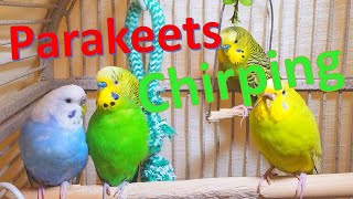 Nature Parakeets Singing playing and chirping This video help lonely bird chirp shorts [upl. by Kirst]