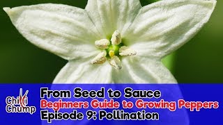 Episode 9 Pollination Beginners Guide to Growing Peppers 2018 [upl. by Jemina]