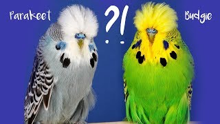 The difference between the terms Budgie and Parakeet [upl. by Krefetz]