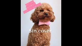 DIY una Pajarita para tu Mascota Sin Saber Coser [upl. by Aicemak]