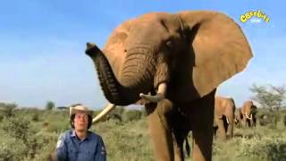 Andys Wild Adventures  Elephant Safari [upl. by Eenitsed70]