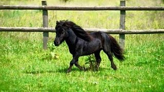 LOS CABALLOS MÁS PEQUEÑOS Y HERMOSOS DEL MUNDO Small Horses [upl. by Nama]