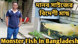 Monster fish bdAquarium fish price in bd  Monster fish collections bd  Monster fish tank setup bd [upl. by Sheaff389]