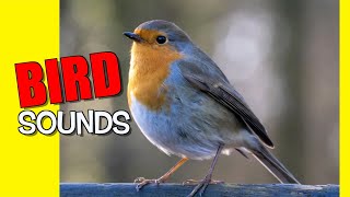 Birds Sound Effects [upl. by Law6]