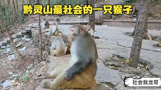 The most humanlike monkey in Qianling Mountain [upl. by Budworth]