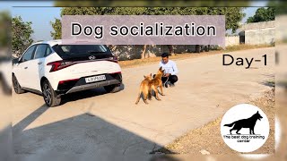 Dog socialization Two 5 months puppy’s Belgian Shepherd Day1dog pets dogstraning [upl. by Ardnuaek249]