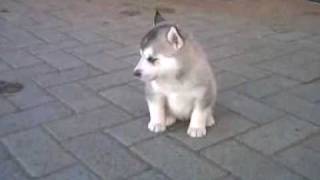 Siberian Husky Puppies at 4 weeks [upl. by Komara]