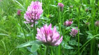 Red Clover Trifolium Pratense  20120505 [upl. by Roti]