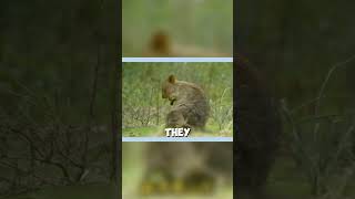 quotMeet the Worlds Cutest Animal The Quokkas Secret Survival Trickquot animallover animals facts [upl. by Assener]