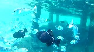 Best of Embudu Village snorkeling Maldives [upl. by Enuahs]