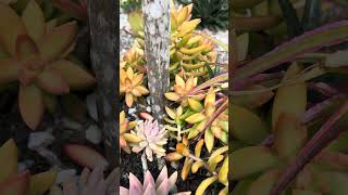 Bromeliad bromeliads gardenflowers greenplanthouse [upl. by Solracesoj951]