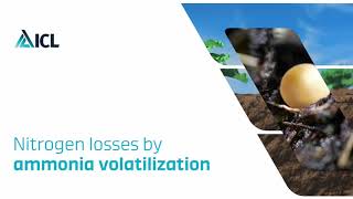 Nitrogen losses through ammonia volatilization  An experiment with coated and conventional Urea [upl. by Edme210]