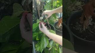 Mini Berry Harvest gardening spring vlog g [upl. by Allyn]