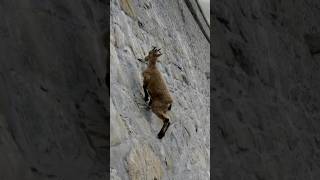 GravityDefying Mountain Goats Secrets of Their Incredible Climbing Skills [upl. by Lorenza]