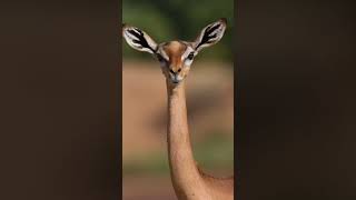 Amazing gerenuk facts in hindi [upl. by Baryram10]