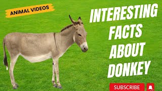 Interesting Facts about Donkey  Facts about Donkey  Donkey History  Donkey Facts [upl. by Elleniad]